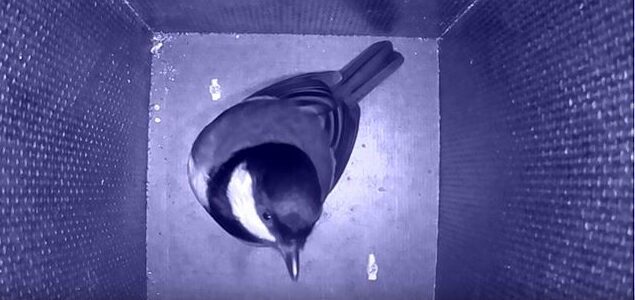 „7 Küken werden flügge – LIVE Stream aus dem Vogelhaus